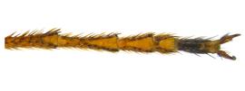   Sirex californicus  tarsal pulvillus; photo by H. Goulet, CNC 

